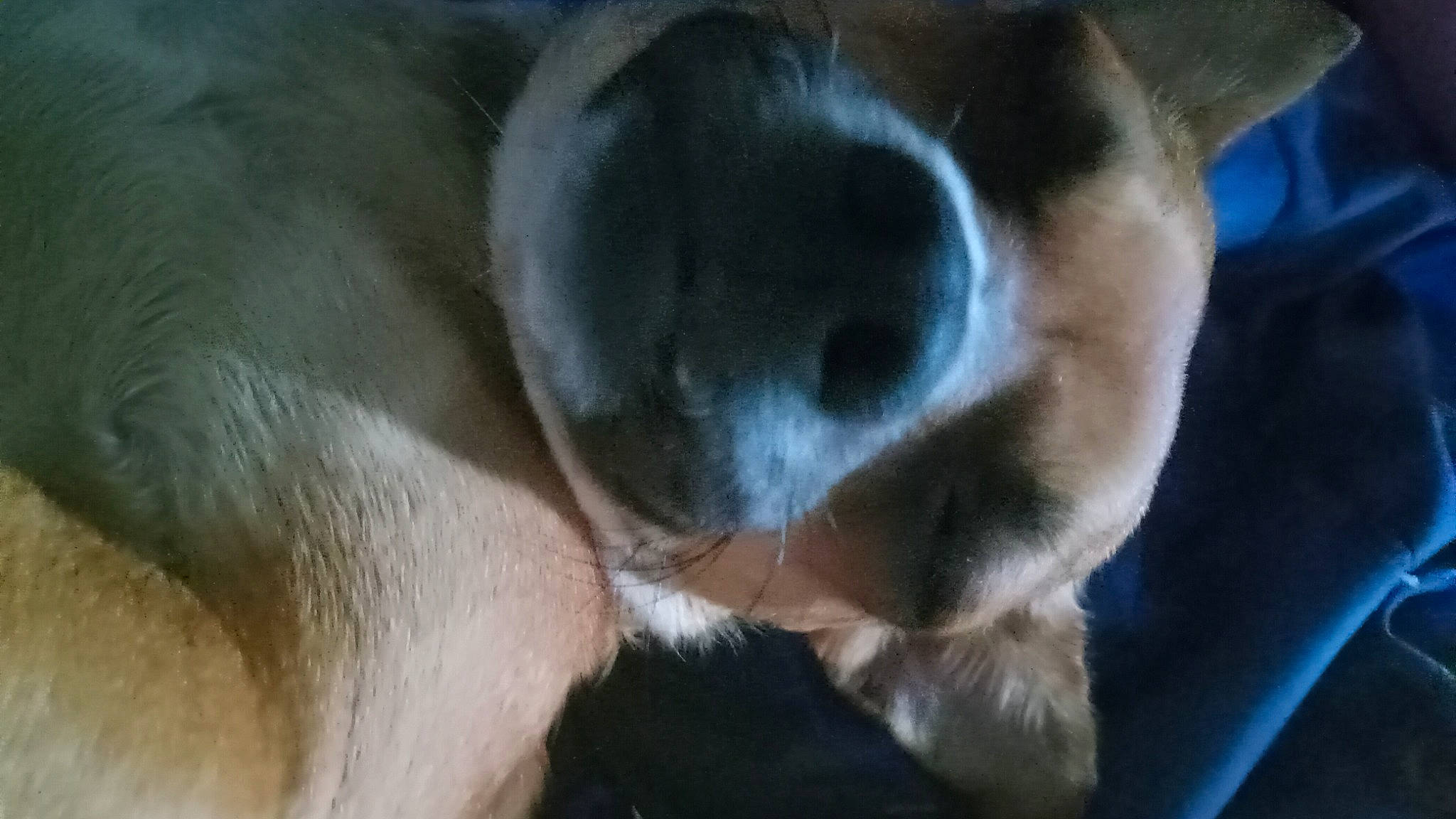 Chicky joined the competition — help win amazing prizes! beaglier, canidae, carnivore, close_up, companion_dog, dog, dog_breed, ear, fawn, fur, non_sporting_group, paw, snout, sporting_group, tail, terrestrial_animal, whiskers, working_animal