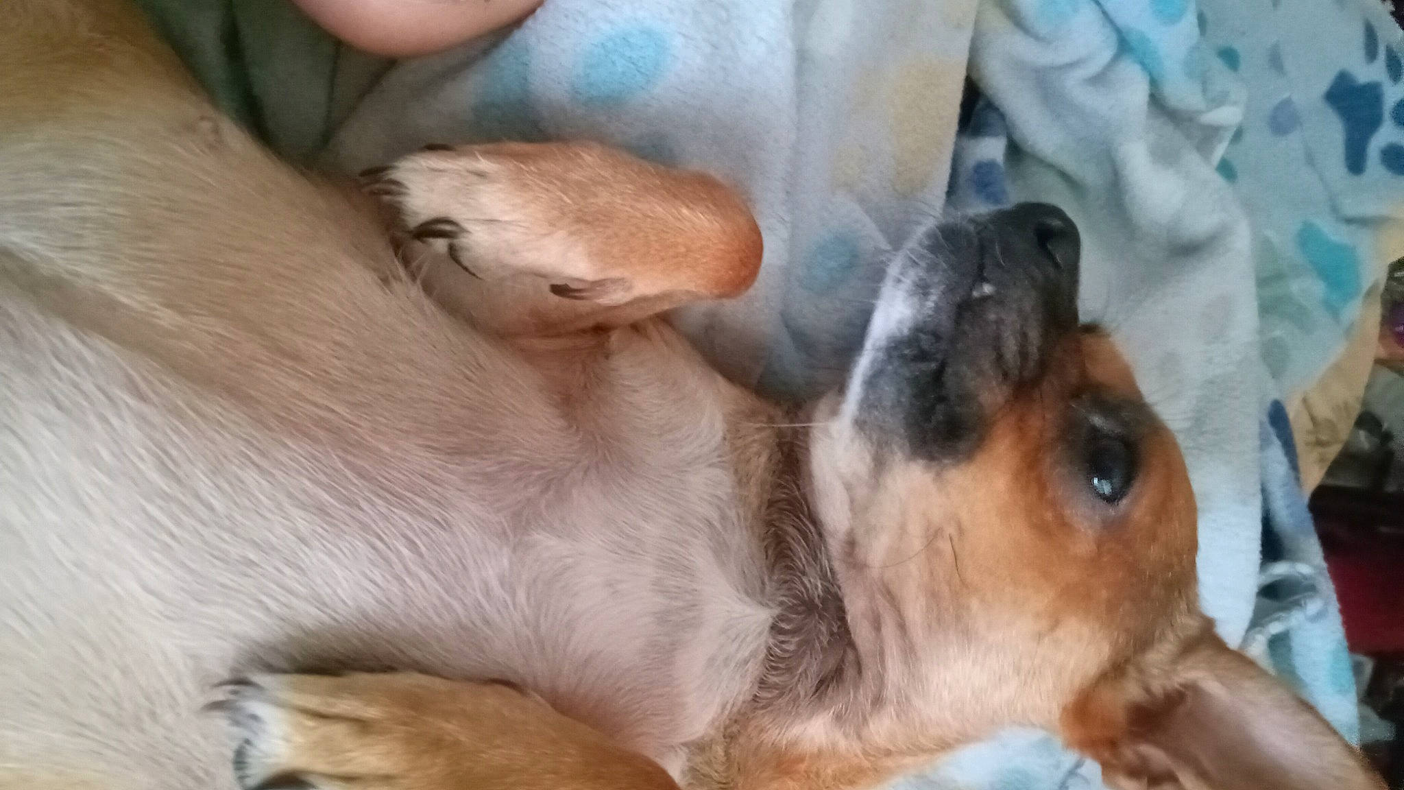 Chicky joined the competition — help win amazing prizes! canidae, carnivore, comfort, companion_dog, dog, dog_bed, dog_breed, ear, fawn, fur, nap, paw, puppy, puppy_love, snout, sporting_group, street_dog, terrestrial_animal, whiskers, working_animal