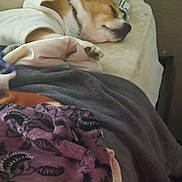 Eevee joined the competition — help win amazing prizes! bed, blanket, canine, comfort, cozy, dog, fur, head, home, indoor, napping, paw, peaceful, pillow, relaxation, resting, sleeping, soft, warm, white_shirt