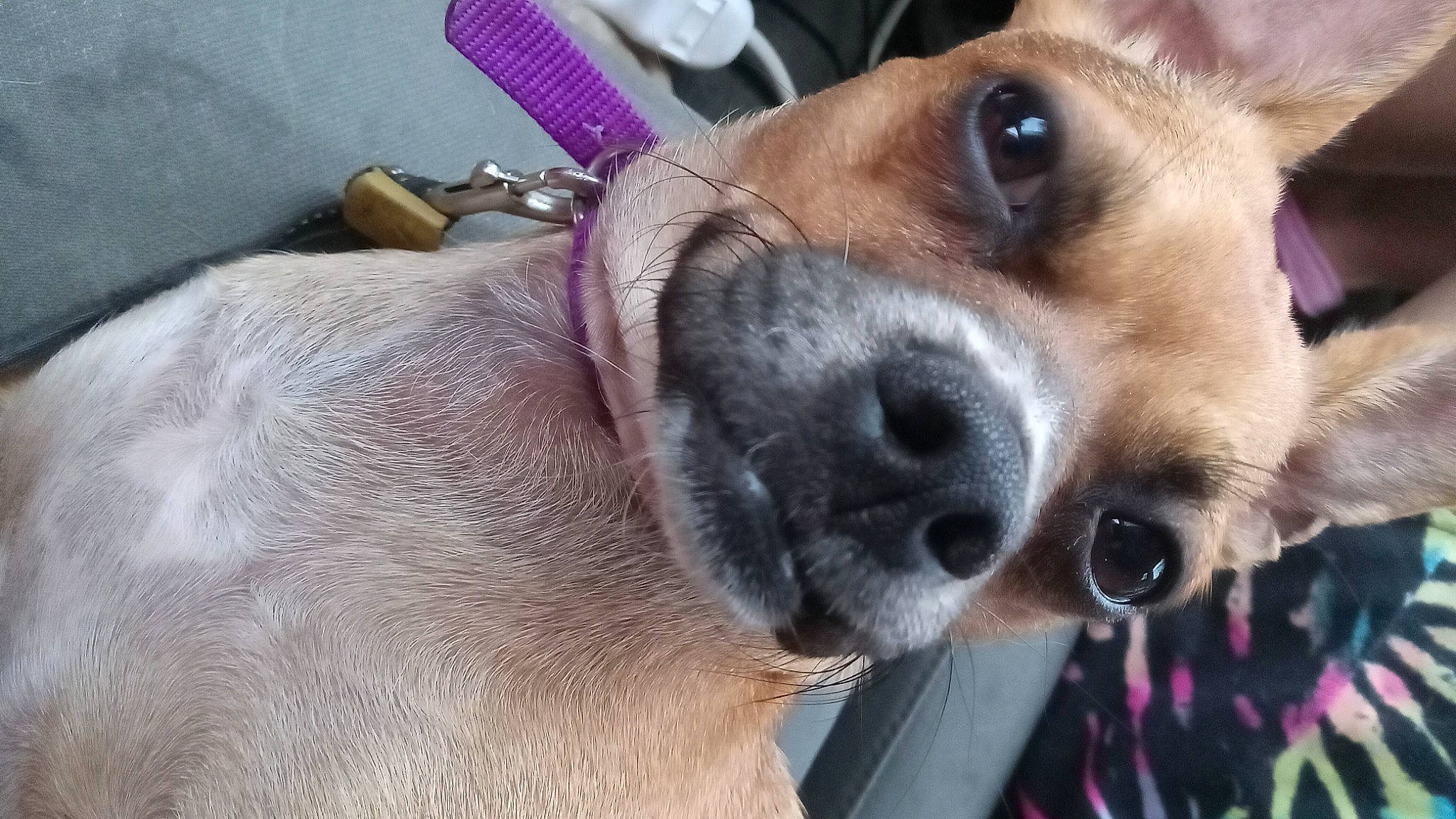 Chicky joined the competition — help win amazing prizes! canidae, carnivore, collar, companion_dog, dog, dog_breed, dog_collar, dog_supply, fawn, fur, irishjacks, non_sporting_group, paw, selfie, snout, sporting_group, toy_dog, whiskers, working_animal