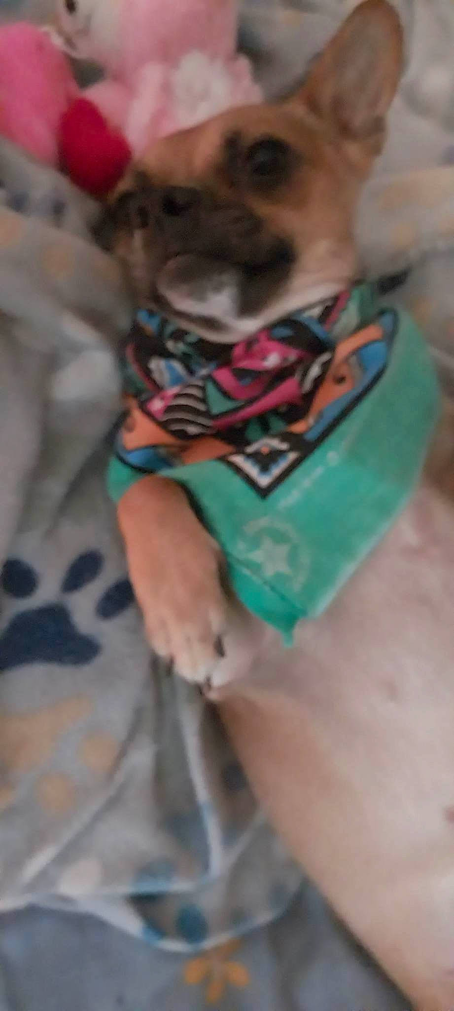 Chicky is registered to the contest to win money with this photo: abdomen, barechested, chest, companion_dog, elbow, fur, pattern, personal_protective_equipment, sleeve, t_shirt, thigh, trunk, waist, whiskers, wrist