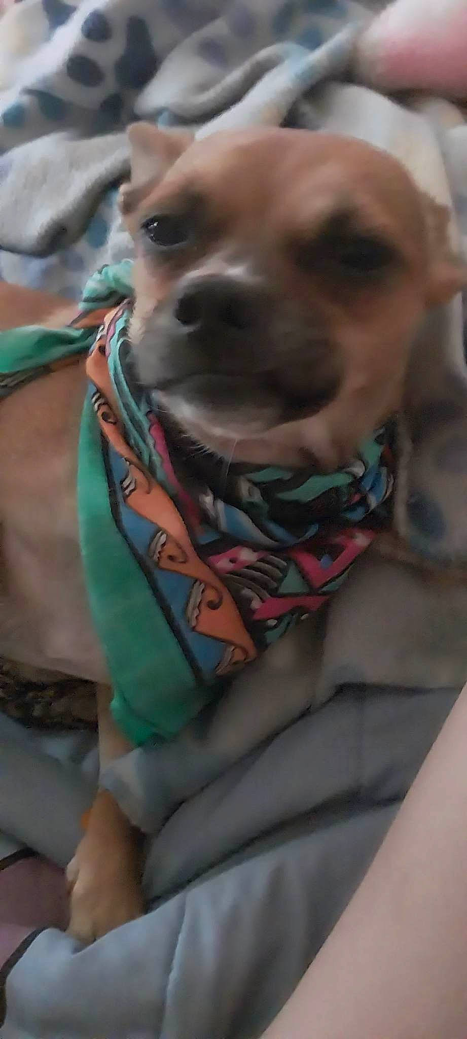 Chicky joined the competition — help win amazing prizes! canidae, carnivore, chest, collar, companion_dog, dog, dog_breed, dog_clothes, dog_collar, dog_supply, ear, fawn, fur, jewellery, leash, pet_supply, snout, sporting_group, whiskers, working_animal