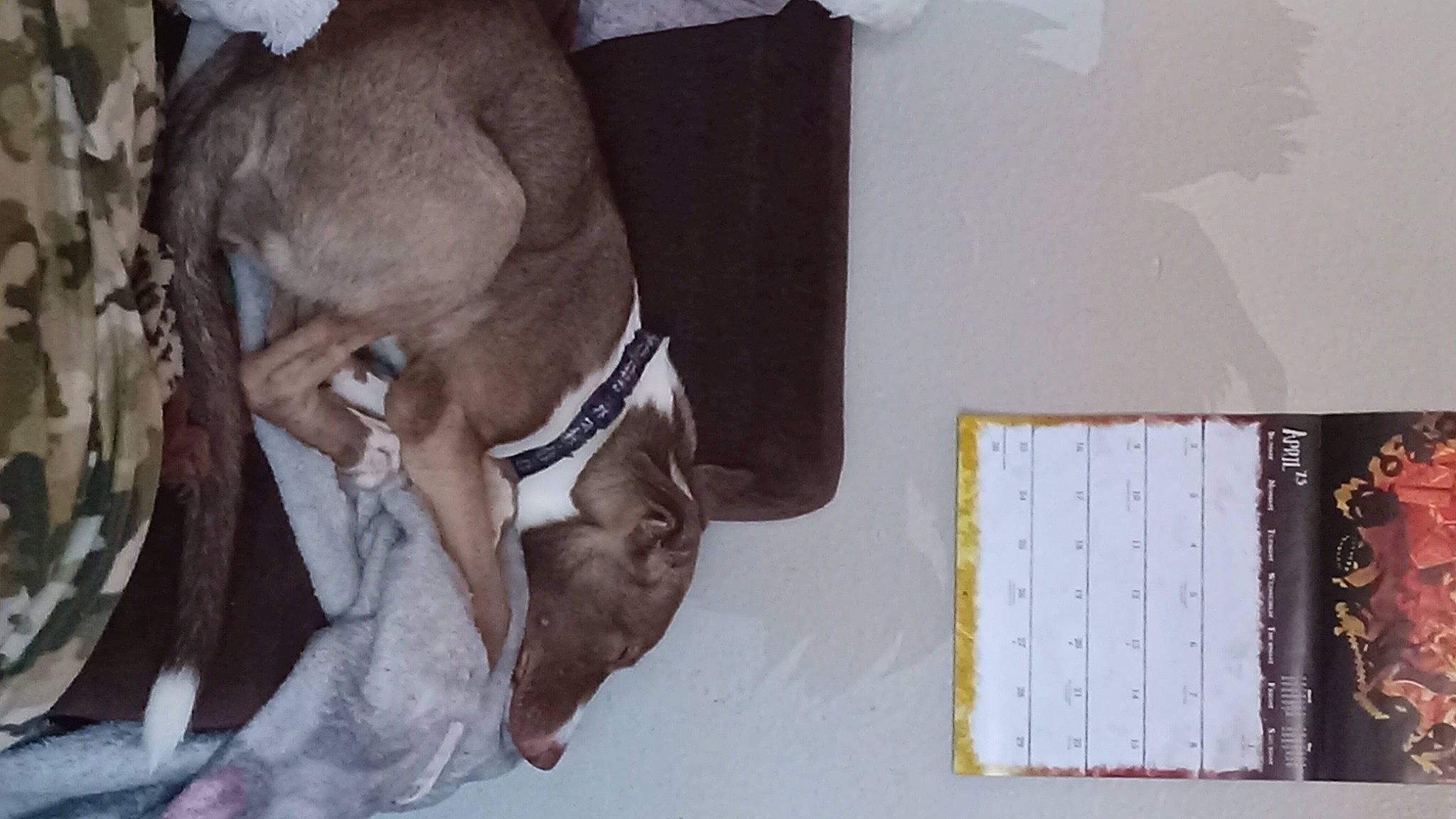 Kipper joined the competition — help win amazing prizes! calendar, canidae, carnivore, collar, comfort, companion_dog, dog, dog_breed, ear, fawn, fur, liver, nap, pet_supply, small_to_medium_sized_cats, sporting_group, tree, whiskers, working_animal, wrinkle