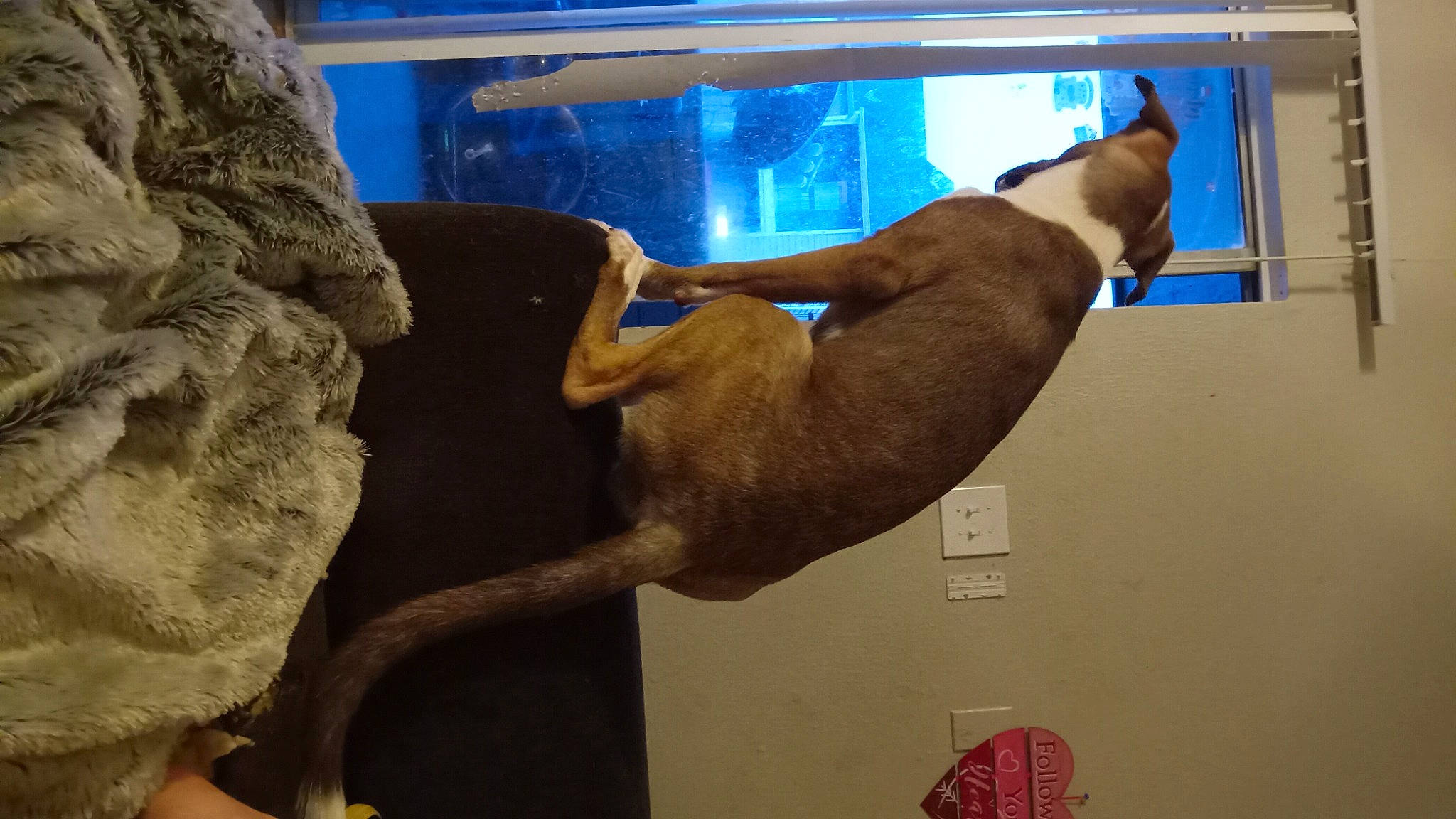 Kipper joined the competition — help win amazing prizes! art, artifact, carnivore, comfort, dog, dog_breed, fawn, felidae, foot, fur, liver, room, sculpture, snout, sporting_group, tail, water, window, wood, working_animal