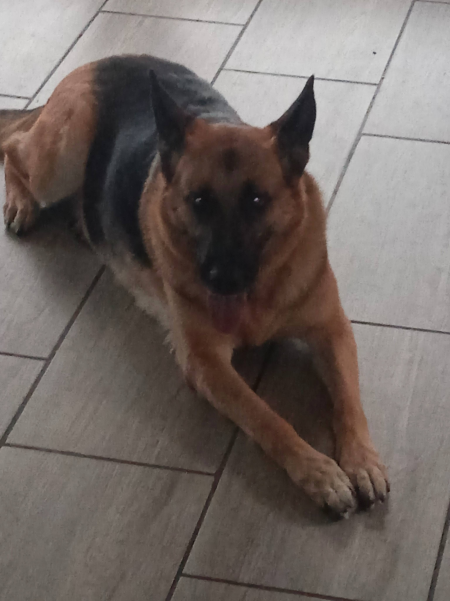 Dora participe au concours pour gagner de l'argent avec cette photo : canidae, carnivore, companion_dog, dog, dog_breed, eye, fawn, floor, flooring, fur, hardwood, liver, paw, snout, sporting_group, tail, terrestrial_animal, tile_flooring, wood, working_animal