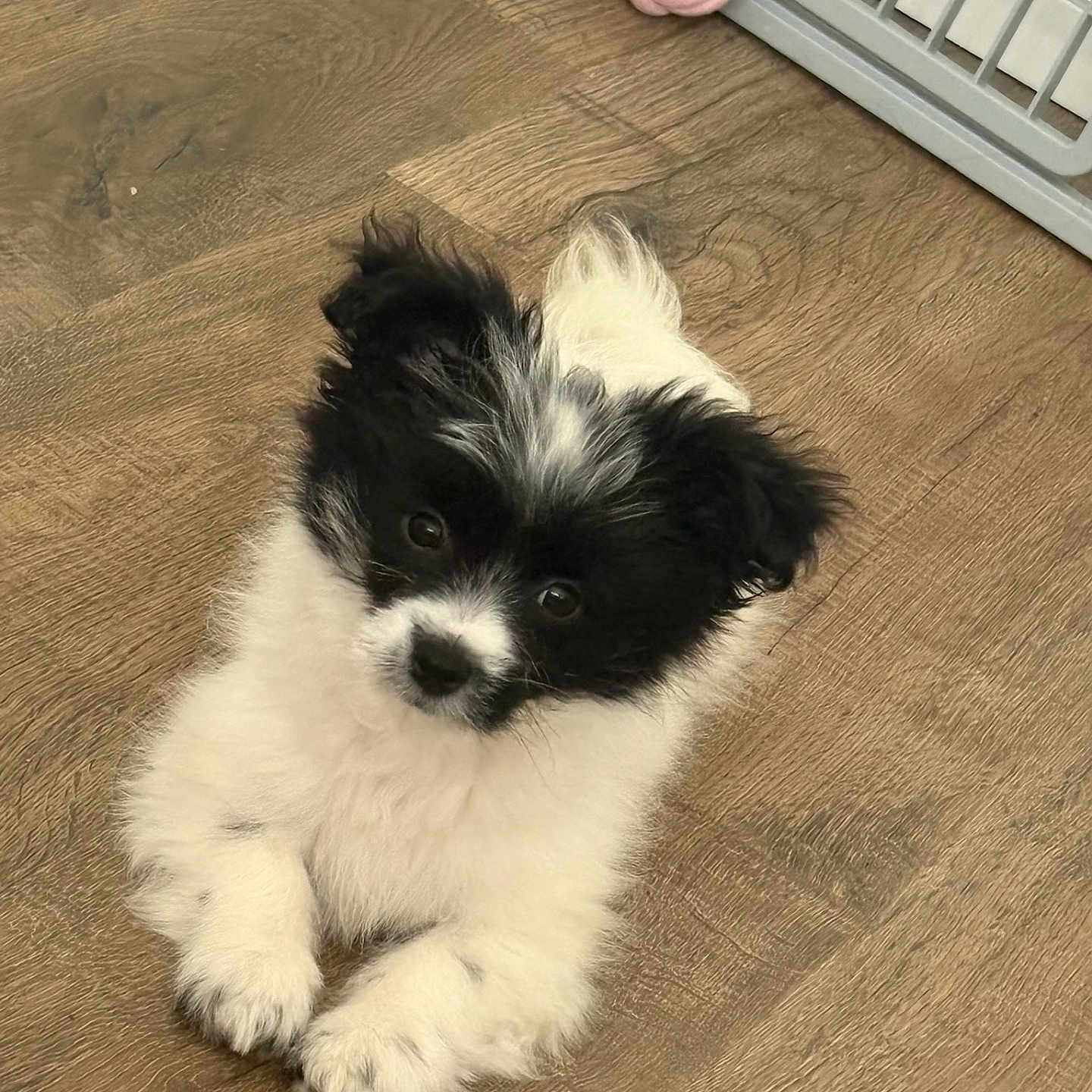 Ellie Carlon joined the competition — help win amazing prizes! adorable, ball, black_and_white, cute, dog, domestic_animal, fluffy, furry, gate, indoor, looking_up, lying_down, pet, pink, playful, puppy, small, toy, wooden_floor, young