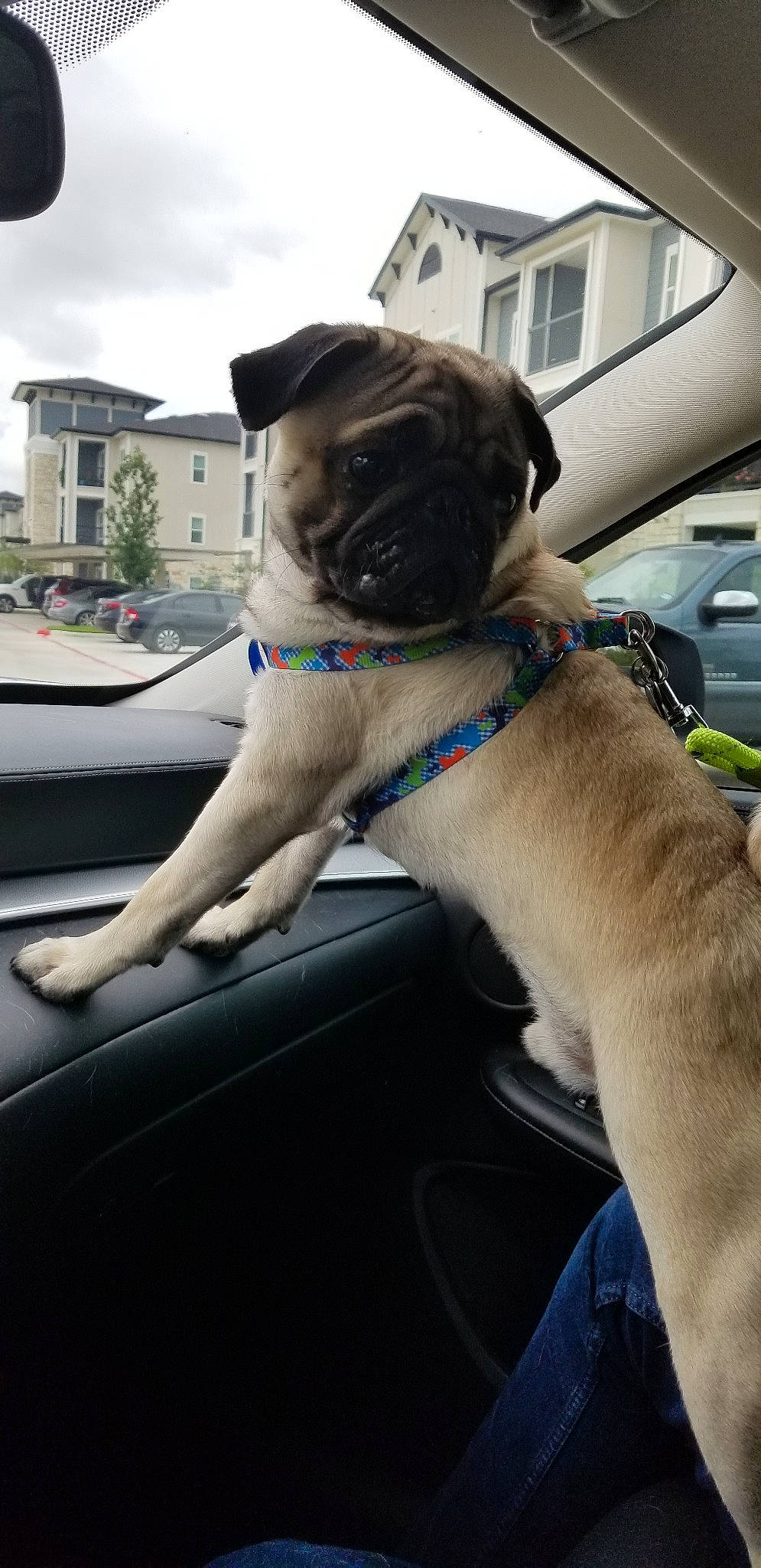 Zeke joined the competition — help win amazing prizes! canidae, car, car_seat, carnivore, companion_dog, dog, dog_breed, dog_collar, fawn, pug, puppy, snout, sporting_group, toy_dog, vehicle