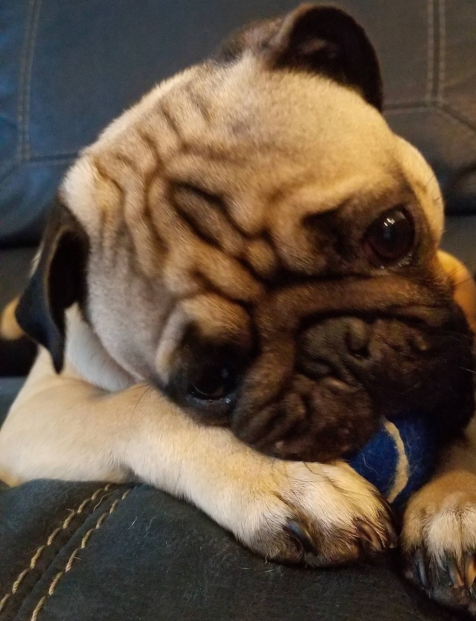 Zeke is registered to the contest to win money with this photo: british_bulldogs, canidae, carnivore, companion_dog, dog, dog_breed, fawn, mammal, nose, old_english_bulldog, ori_pei, pug, puppy, puppy_love, skin, snout, toy_bulldog, toy_dog, vertebrate, wrinkle