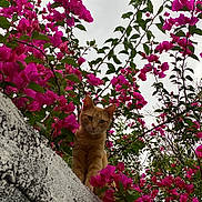 Mia is registered to the contest to win money with this photo: cat, ginger_cat, pink_flowers, bougainvillea, concrete_wall, white_wall, cloudy_sky, leaves, branches, outdoor, nature, portrait, looking_at_camera, curious, pet, bloom, greenery, close_up, vertical_composition, vibrant_colors