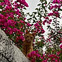 cat, ginger_cat, pink_flowers, bougainvillea, concrete_wall, white_wall, cloudy_sky, leaves, branches, outdoor, nature, portrait, looking_at_camera, curious, pet, bloom, greenery, close_up, vertical_composition, vibrant_colors
