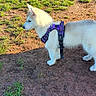 Bianca a rejoint le concours — aidez-le/la à gagner de superbes lots ! puppy, dog, white, harness, grass, dirt, outdoor, park, playground, tunnel, animal, pet, young, side_view, alert, sunlight, nature, cute, small, canine