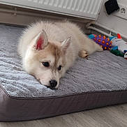 Bianca participe au concours pour gagner de l'argent avec cette photo : puppy, dog, pet_bed, toy, plush_toy, indoor, floor, radiator, power_outlet, resting, cute, fluffy, young_dog, animal, canine, relaxed, soft, home, cozy, laying_down
