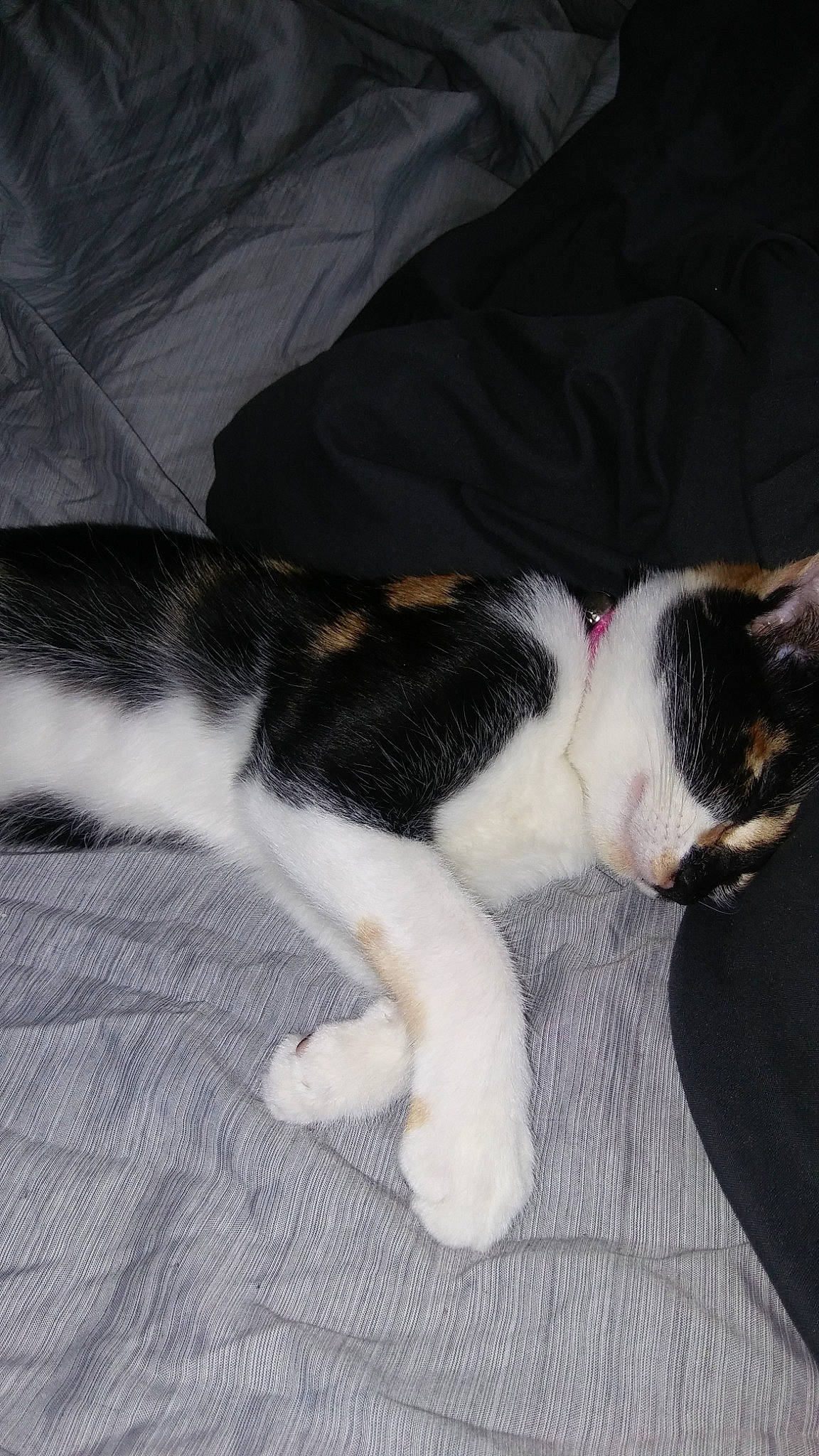 Sophi is registered to the contest to win money with this photo: american_wirehair, canidae, carnivore, cat, domestic_short_haired_cat, ear, european_shorthair, fawn, felidae, fur, kitten, leg, nap, paw, polydactyl_cat, skin, sleep, small_to_medium_sized_cats, tail, whiskers