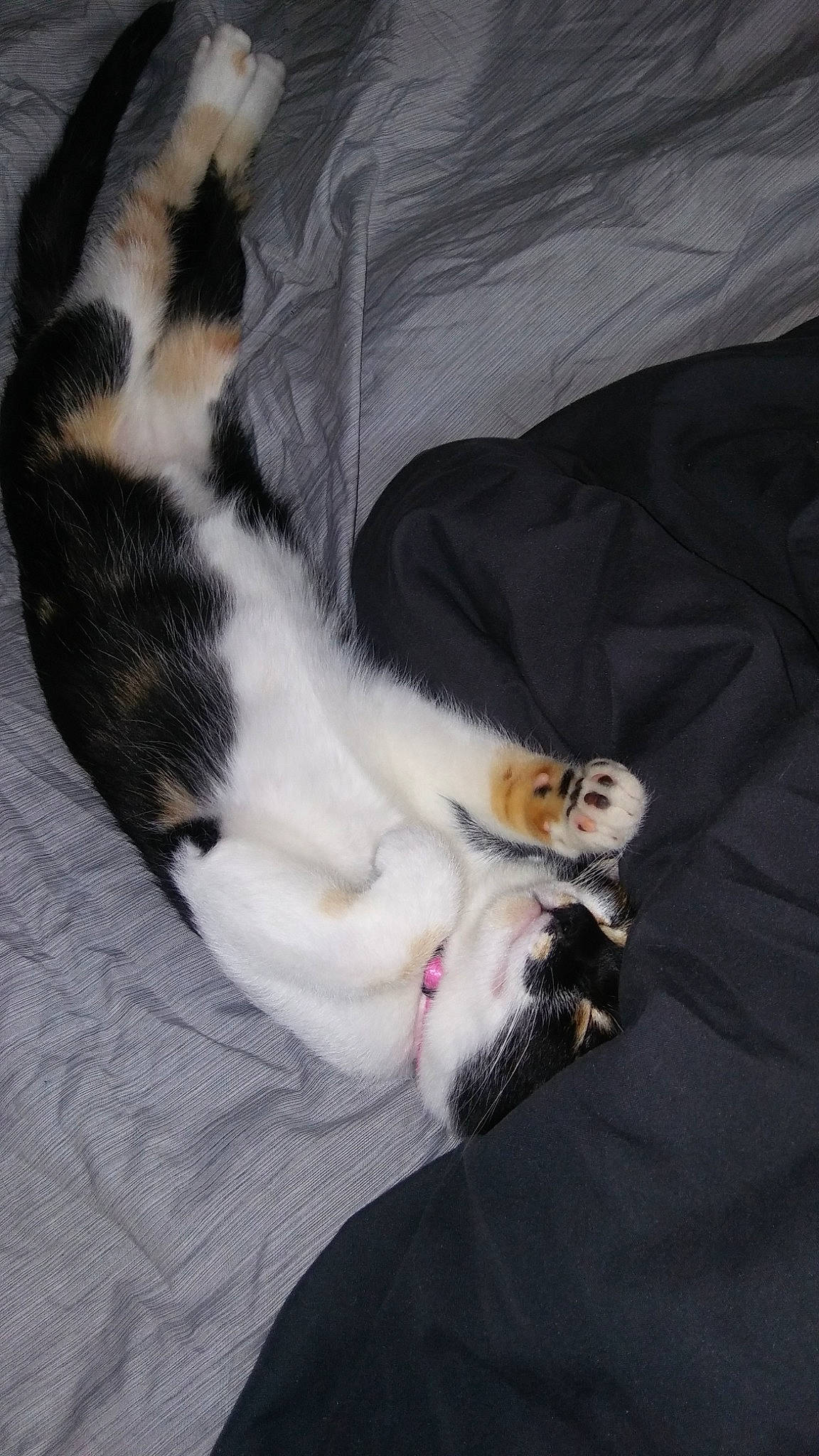 Sophi is registered to the contest to win money with this photo: canidae, carnivore, cat, claw, dog_breed, ear, european_shorthair, fawn, felidae, fur, kitten, leg, paw, polydactyl_cat, puppy, sleep, small_to_medium_sized_cats, tail, whiskers