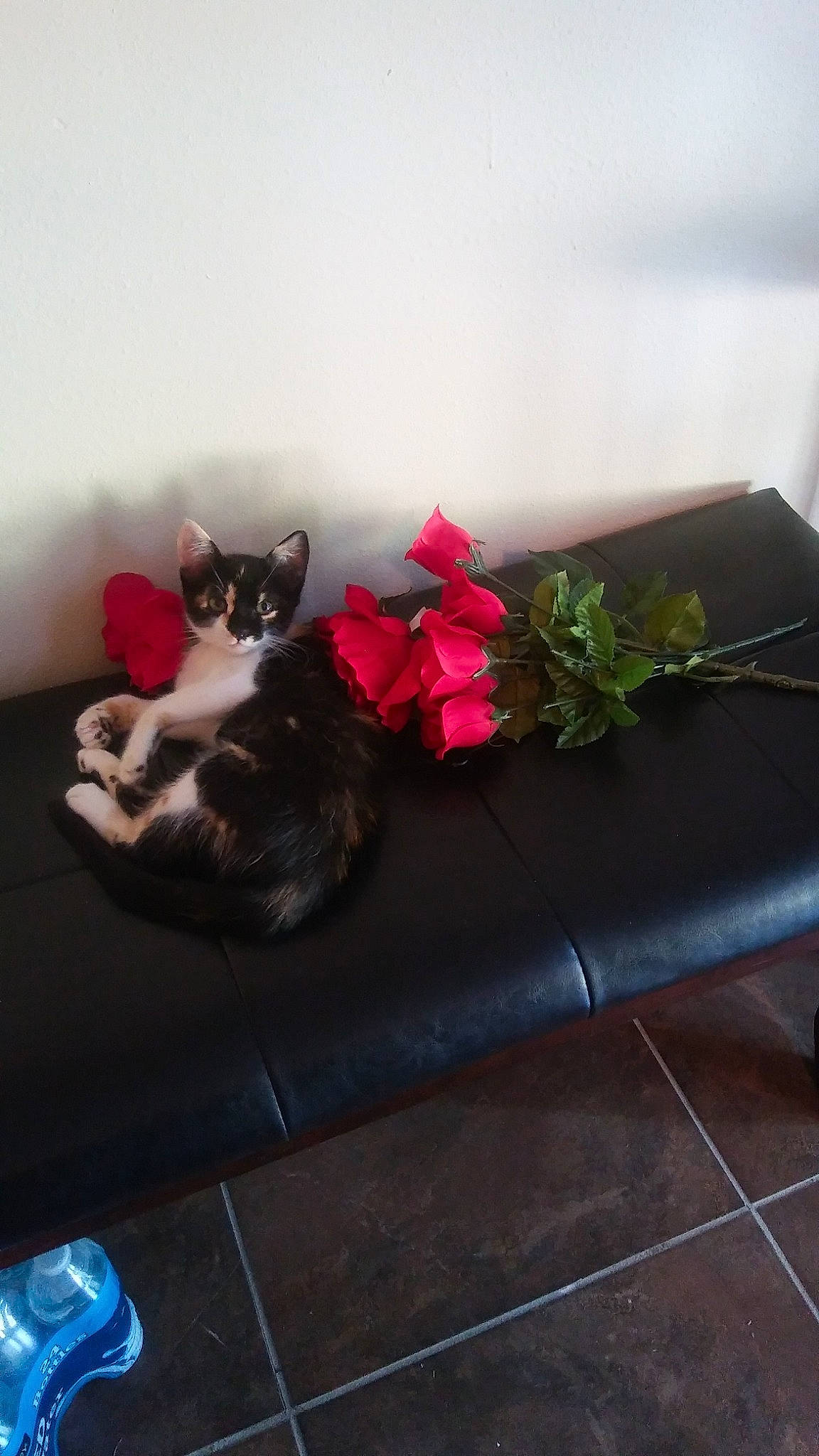 Sophi joined the competition — help win amazing prizes! canidae, cat, couch, flower, furniture, plant, table