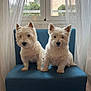 Lupa a rejoint le concours — aidez-le/la à gagner de superbes lots ! dog, westie, west_highland_terrier, pets, two_dogs, pair_of_dogs, blue_chair, armchair, window, curtain, indoor, portrait, sitting, white_fur, fluffy, paws, cute, twins, companion, cozy