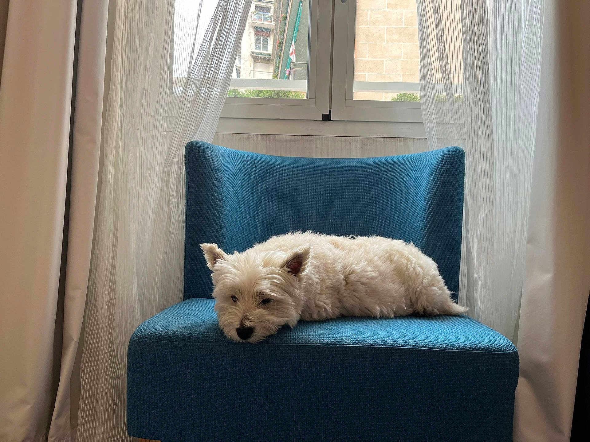 Lupa a rejoint le concours — aidez-le/la à gagner de superbes lots ! dog, white_dog, small_dog, westie, armchair, blue_chair, chair, window, curtain, indoor, pet, sleeping, resting, fur, cozy, home, daylight, relaxing, portrait, cute