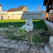 Lupa a rejoint le concours — aidez-le/la à gagner de superbes lots ! dog, white_dog, small_dog, fluffy, grass, garden, flowers, daffodils, stone_wall, lawn, fence, house, sky, bicycle, patio, sunlight, shadow, planting_pot, outdoor, pet