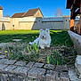 dog, white_dog, small_dog, fluffy, grass, garden, flowers, daffodils, stone_wall, lawn, fence, house, sky, bicycle, patio, sunlight, shadow, planting_pot, outdoor, pet