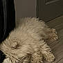 Lupa participe au concours pour gagner de l'argent avec cette photo : dog, small_dog, fluffy, long_fur, sleeping, indoor, hardwood_floor, door, sock, clothing, curtain, paw, pet, canine, resting, cozy, domestic, light_colored_fur, close_up, floorboard