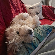 Nanook a rejoint le concours — aidez-le/la à gagner de superbes lots ! dog, puppy, white_fur, couch, red_quilt, pillow, decorative_pillow, nose, whiskers, close_up, pet, indoors, blanket, cozy, relaxed, upside_down, sleeping, playful, cushion, home