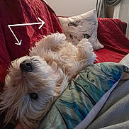 Nanook a rejoint le concours — aidez-le/la à gagner de superbes lots ! arrow_graphic, couch, cozy, decorative_pillow, dog, fluffy, fur, indoor, living_room, nose, paw, pet, pillow, portrait, quilt, red_blanket, relaxed, textile, upside_down, white_dog