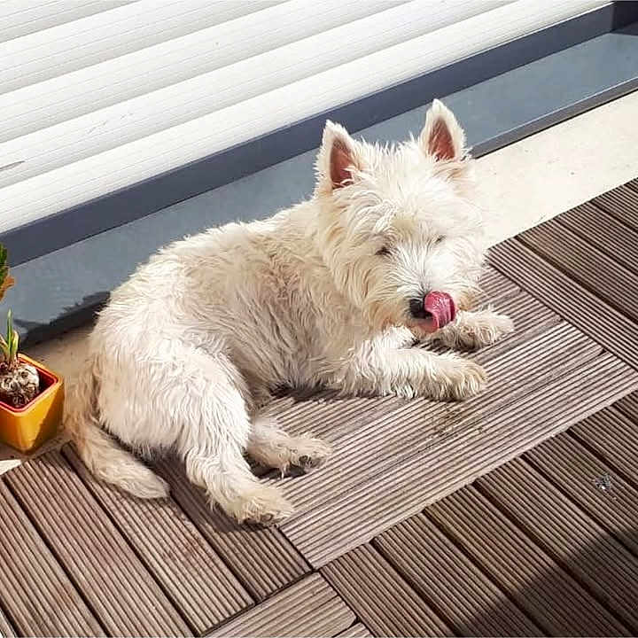 Nanook