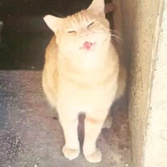 Loyaltie Royals is registered to the contest to win money with this photo: animal, cat, closed_eyes, concrete, curious, cute, ears, feline, funny_expression, light_fur, outdoor, paws, pet, shadow, sidewalk, standing, sunlight, tongue_out, wall, whiskers