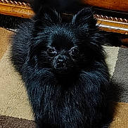 Kitty joined the competition — help win amazing prizes! dog, black_dog, fluffy, pomeranian, carpet, indoor, pet, wooden_cabinet, furniture, animal, lying_down, curious, alert, fur, small_dog, companion_animal, domestic_animal, home, cute, portrait