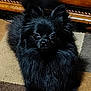 dog, black_dog, fluffy, pomeranian, carpet, indoor, pet, wooden_cabinet, furniture, animal, lying_down, curious, alert, fur, small_dog, companion_animal, domestic_animal, home, cute, portrait