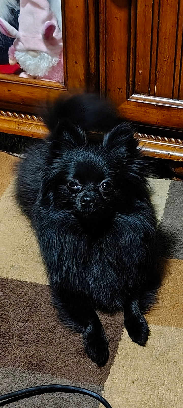 Kitty joined the competition — help win amazing prizes! dog, black_dog, fluffy, pomeranian, carpet, indoor, pet, wooden_cabinet, furniture, animal, lying_down, curious, alert, fur, small_dog, companion_animal, domestic_animal, home, cute, portrait