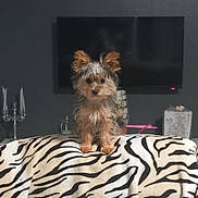 Ulys participe au concours pour gagner de l'argent avec cette photo : animal, bed, bedroom, canine, computerhardware, couch, dog, electronics, entertainmentcenter, furniture, hardware, indoors, interiordesign, monitor, pet, puppy, screen, terrier, tv, zebra