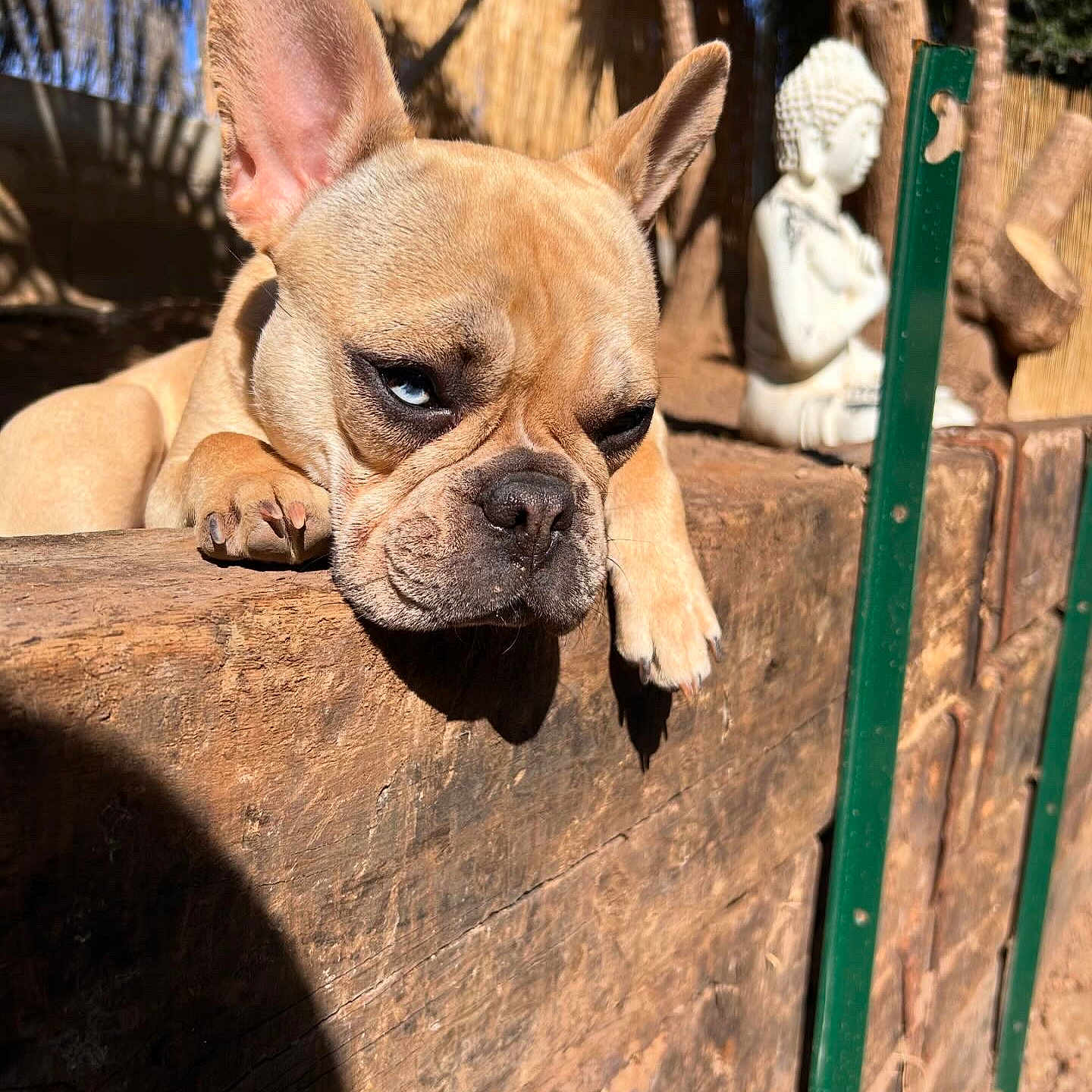 Una a rejoint le concours — aidez-le/la à gagner de superbes lots ! animal, baby, boxer, bulldog, canine, dog, face, frenchbulldog, head, person, pet, pitbull, puppy, snout