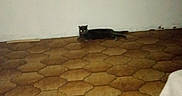 Bulma participe au concours pour gagner de l'argent avec cette photo : alone, animal, beige, brown, cat, cloth, corner, dark, empty_room, floor, glowing_eyes, indoor, low_light, lying_down, pattern, pet, quiet, shadow, tile_floor, wall
