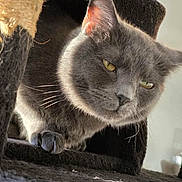 Bulma a rejoint le concours — aidez-le/la à gagner de superbes lots ! cat, gray_cat, pet, feline, animal, indoor, cat_tree, cozy, curious, yellow_eyes, whiskers, paw, fur, relaxed, home, cute, looking_out, sunlight, resting, domestic_animal
