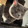 cat, gray_cat, pet, feline, animal, indoor, cat_tree, cozy, curious, yellow_eyes, whiskers, paw, fur, relaxed, home, cute, looking_out, sunlight, resting, domestic_animal