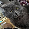animal, blanket, cat, close_up, domestic_cat, feline, fur, furniture, gray_cat, household, indoor, looking, mammal, pet, portrait, serious_expression, sitting, soft_fur, whiskers, yellow_eyes