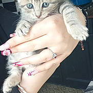 Moumoune a rejoint le concours — aidez-le/la à gagner de superbes lots ! kitten, cat, hand, nails, manicure, jewelry, ring, bracelet, indoor, floor, pattern, gray_cat, pet, feline, cute, holding, closeup, young_cat, domestic_cat, person