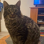 Simba participe au concours pour gagner de l'argent avec cette photo : animal, architecture, building, cat, computerhardware, electronics, entertainmentcenter, furniture, hardware, hardwood, indoors, interiordesign, livingroom, monitor, pet, room, screen, table, tv, wood