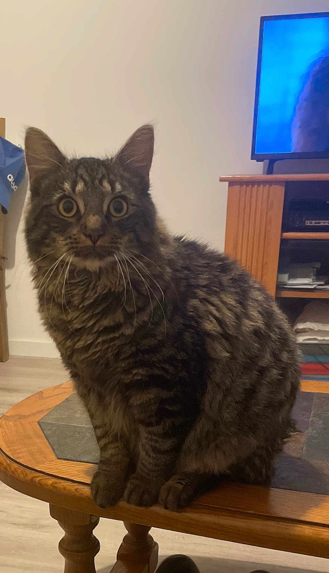 Simba participe au concours pour gagner de l'argent avec cette photo : animal, architecture, building, cat, computerhardware, electronics, entertainmentcenter, furniture, hardware, hardwood, indoors, interiordesign, livingroom, monitor, pet, room, screen, table, tv, wood