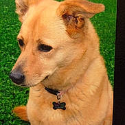 Molly joined the competition — help win amazing prizes! dog, canine, pet, portrait, close_up, grass, green_background, collar, dog_tag, tan_fur, ears, nose, eyes, whiskers, sitting, profile_view, outdoor, domestic_animal, attentive, short_fur