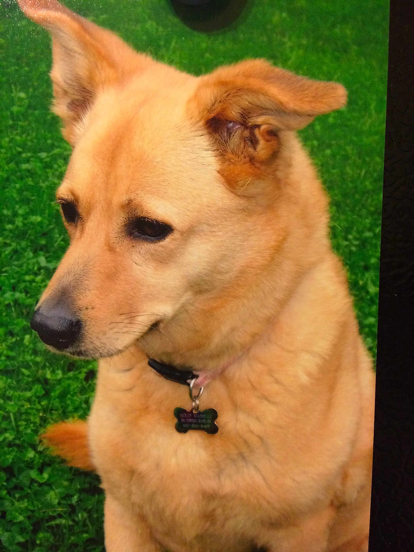 Molly joined the competition — help win amazing prizes! dog, canine, pet, portrait, close_up, grass, green_background, collar, dog_tag, tan_fur, ears, nose, eyes, whiskers, sitting, profile_view, outdoor, domestic_animal, attentive, short_fur