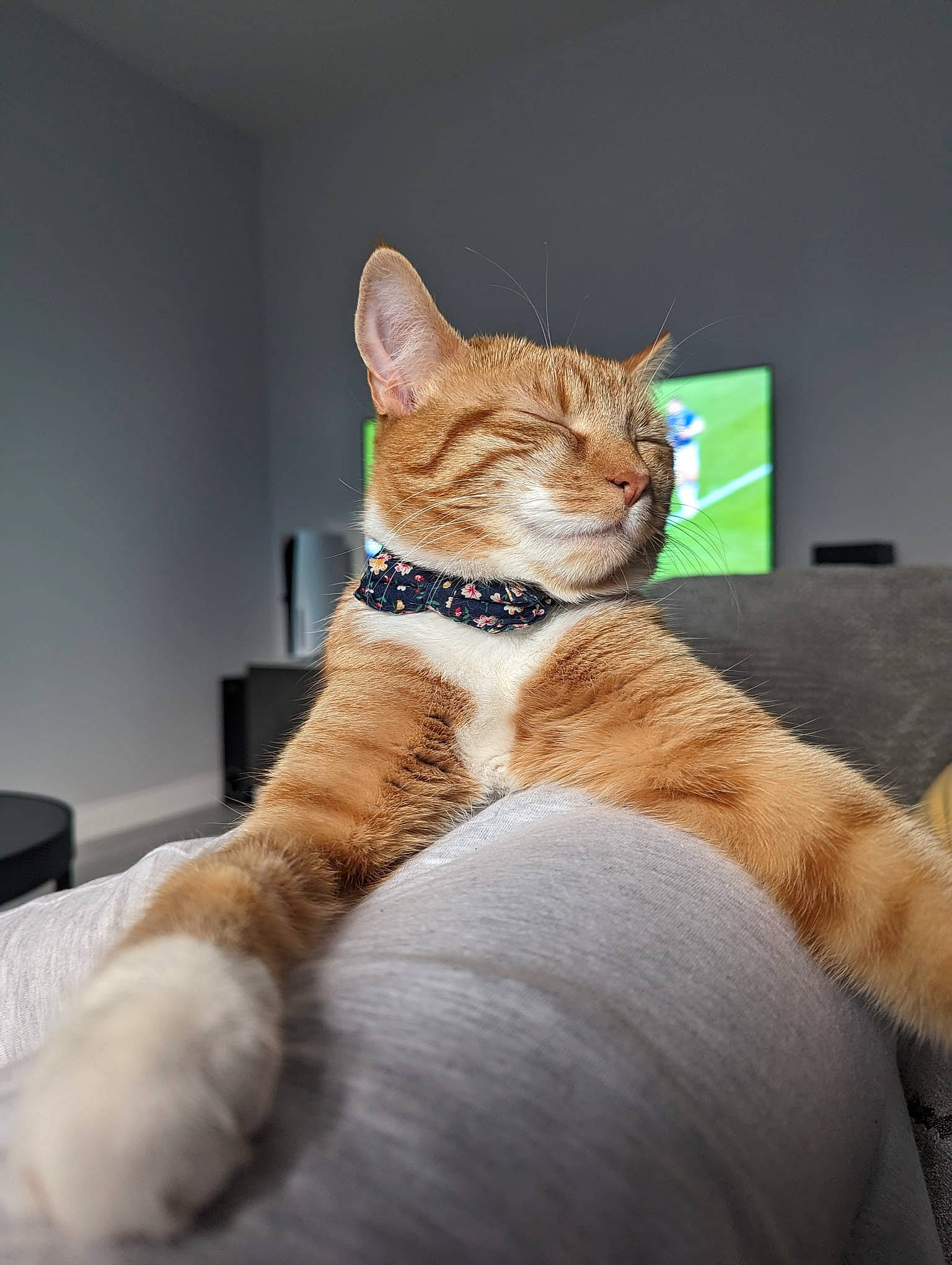 Amber is registered to the contest to win money with this photo: art, carnivore, cat, claw, collar, comfort, domestic_short_haired_cat, eye, fawn, felidae, fur, gesture, human_leg, paw, sitting, small_to_medium_sized_cats, snout, tail, whiskers, wood