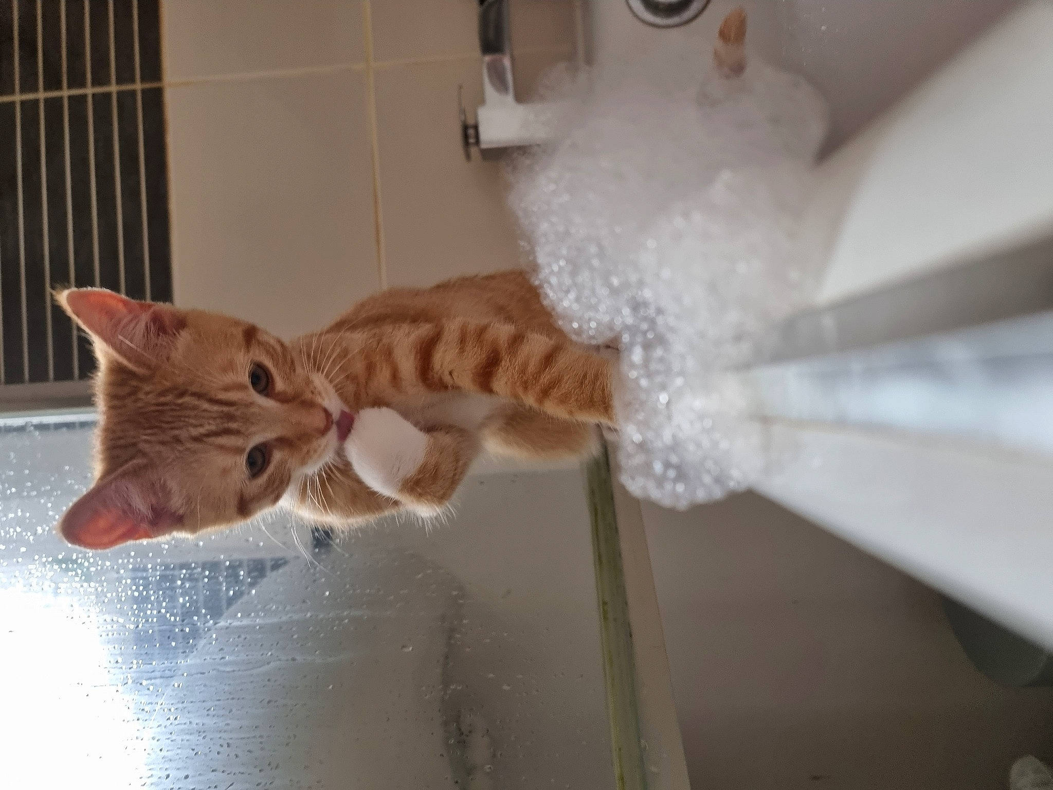 Amber joined the competition — help win amazing prizes! bridal_accessory, bridal_clothing, carnivore, cat, chair, domestic_short_haired_cat, fashion_accessory, fawn, felidae, formal_wear, fur, paw, room, small_to_medium_sized_cats, tail, textile, wedding_dress, whiskers, window, wood