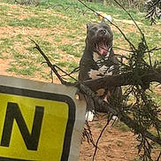 Boss is registered to the contest to win money with this photo: animal, background, bark, black_and_white, branch, canine, daytime, dog, fence, grass, ground, leaf, mouth_open, nature, outdoor, pet, resting, sign, tree, yard