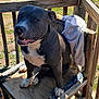 animal, canine, daytime, dog, friendly, fur, happy, nature, outdoor, paw, pet, pit_bull, relaxed, shade, sitting, smiling, sunlight, towel, wood, wooden_chair