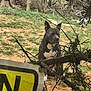 Boss is registered to the contest to win money with this photo: animal, background, branch, canine, daytime, dog, field, forest, grass, leaf, nature, outdoor, park, pet, quiet, sign, sitting, tree, trunk, wildlife