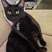 Dean is registered to the contest to win money with this photo: black_cat, cat, indoor, couch, beige_couch, collar, tag, yellow_eyes, pet, feline, whiskers, ears, fur, relaxed, furniture, home, domestic, curious, animal, close_up