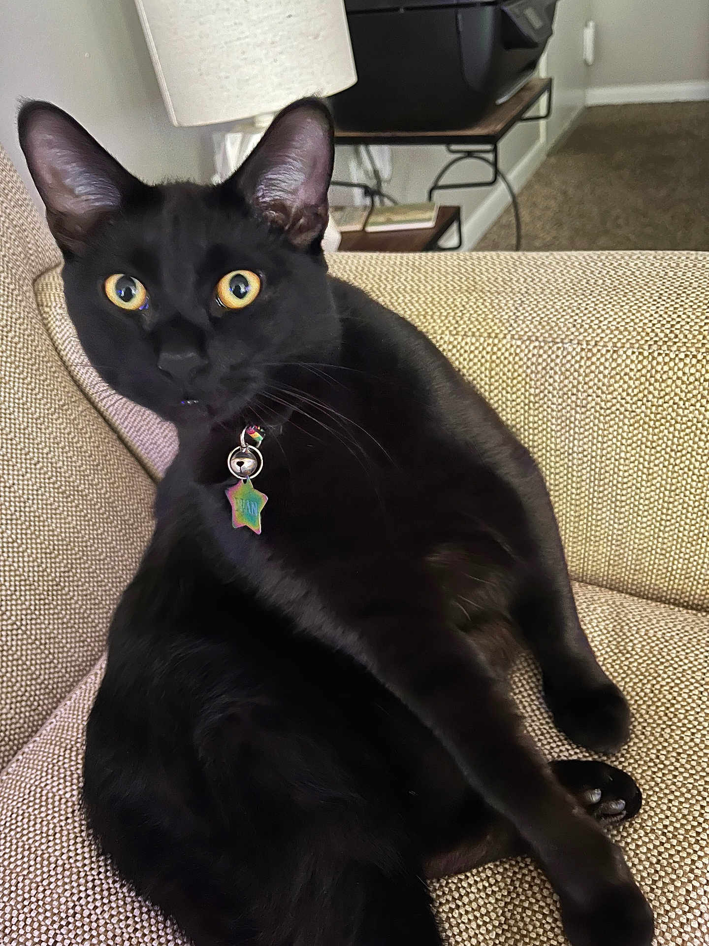 Dean is registered to the contest to win money with this photo: black_cat, cat, indoor, couch, beige_couch, collar, tag, yellow_eyes, pet, feline, whiskers, ears, fur, relaxed, furniture, home, domestic, curious, animal, close_up