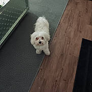 Casper joined the competition — help win amazing prizes! animal, companion, cozy, curious, curled_tail, dog, domestic, flooring, fur, home, indoor, looking_up, mirror, pet, reflection, rug, small_dog, standing, white_dog, wooden_floor